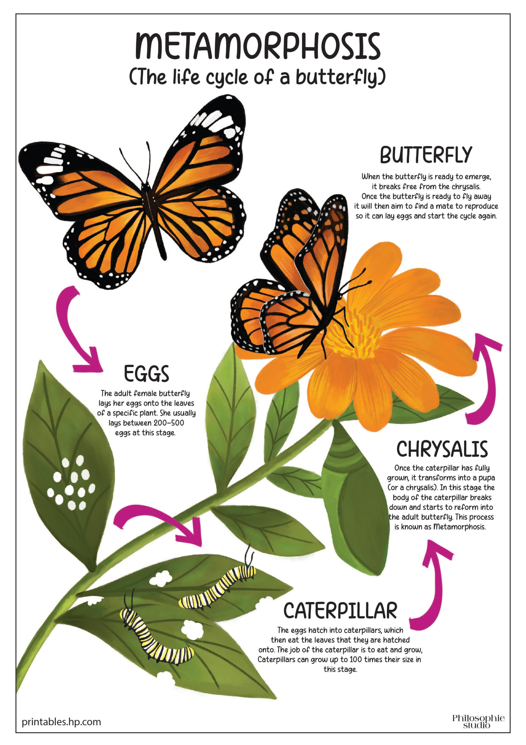 Back To School | The Life Cycle Of A Butterfly | Printables - Free regarding Printable Life Cycle A Butterfly