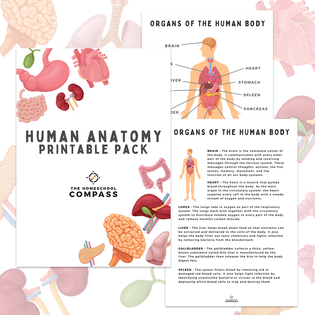 Free Human Anatomy Printable Pack - Homeschool Compass inside Free Printable Human Body Systems Worksheets