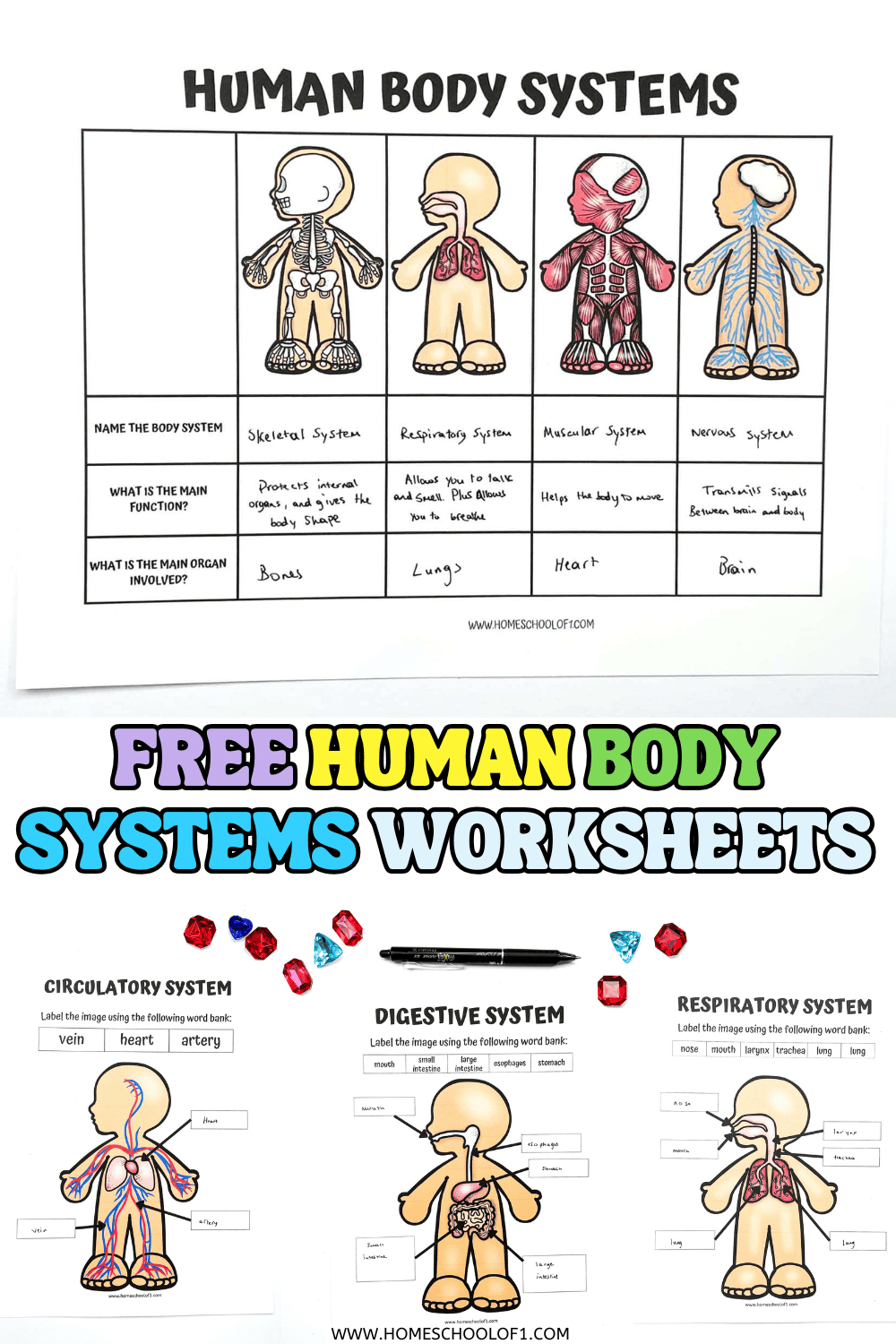 Free Printable Human Body Systems Worksheets For Kids with Free Printable Human Body Systems Worksheets