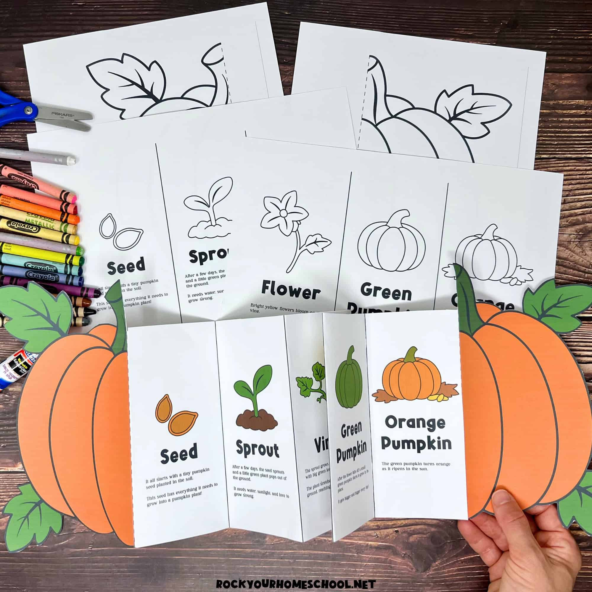 Pumpkin Life Cycle Activity For A Fun Science Foldable (Free pertaining to Life Cycle of a Pumpkin Printable