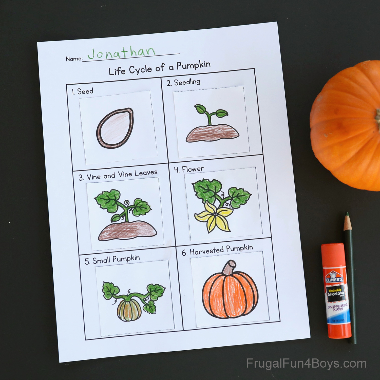 Pumpkin Life Cycle Activity {Printable} - Frugal Fun For Boys And in Life Cycle Of A Pumpkin Printable