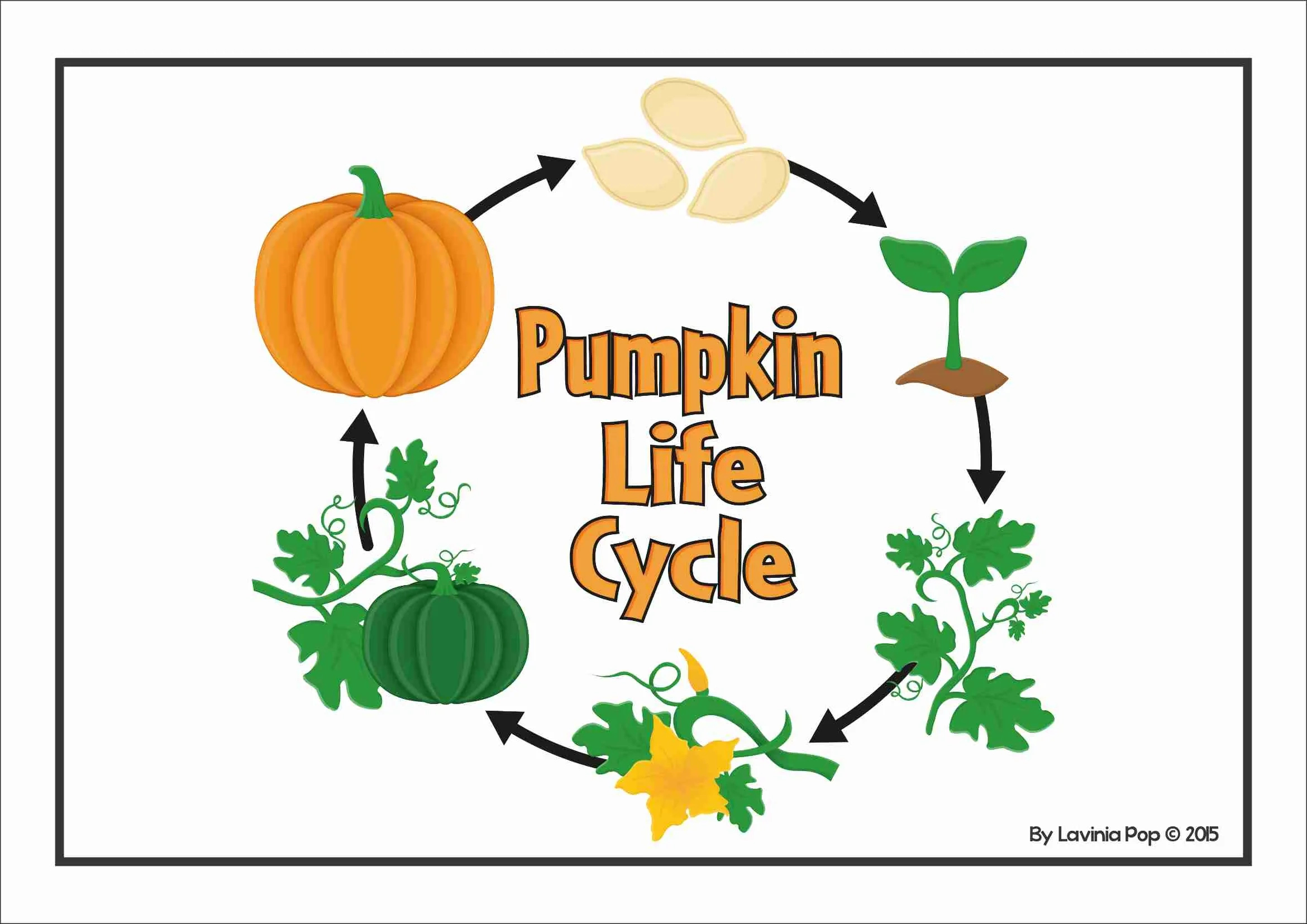 Pumpkin Life Cycle Posters & Worksheets for Life Cycle of a Pumpkin Printable